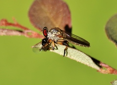 Ommatius ouachitensis