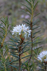 Rhododendron tomentosum