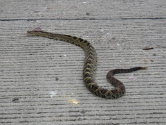 Crotalus simus