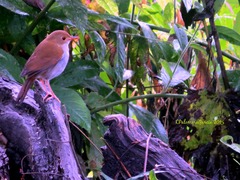 Catharus aurantiirostris