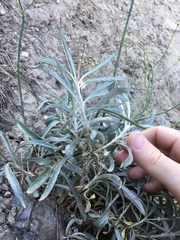 Eriogonum lonchophyllum