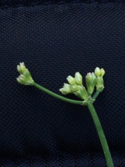 Eriogonum lonchophyllum