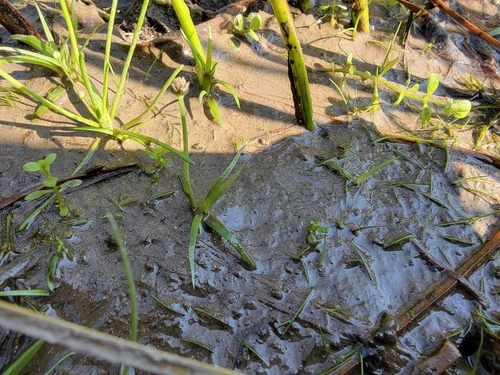 Estuary pipewort (Eriocaulon parkeri)