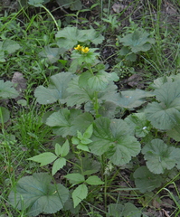 Geum macrophyllum