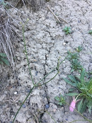 Eriogonum lonchophyllum