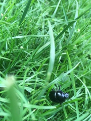 Anoplotrupes stercorosus