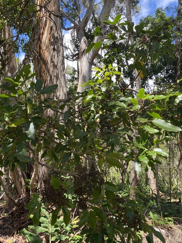 Cheirodendron trigynum observed 2024-08-22
