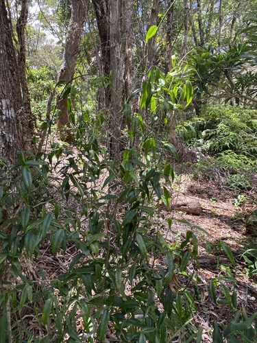 Alyxia stellata observed 2024-08-22