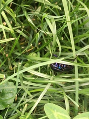 Anoplotrupes stercorosus