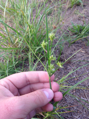 Cyperus lupulinus lupulinus