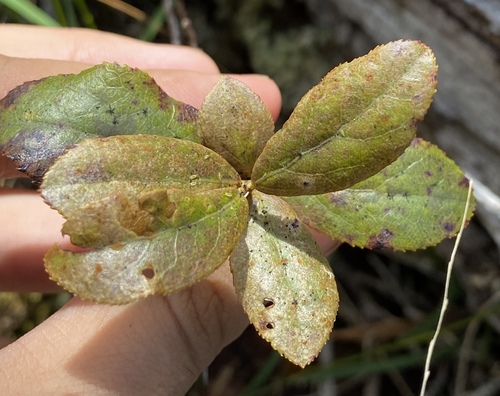 Vaccinium calycinum observed 2024-08-22