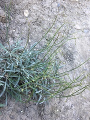 Eriogonum lonchophyllum