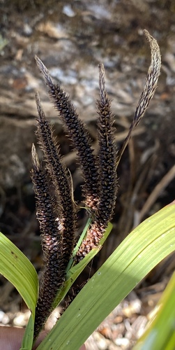 Carex alligata observed 2024-08-22