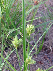 Cyperus lupulinus lupulinus