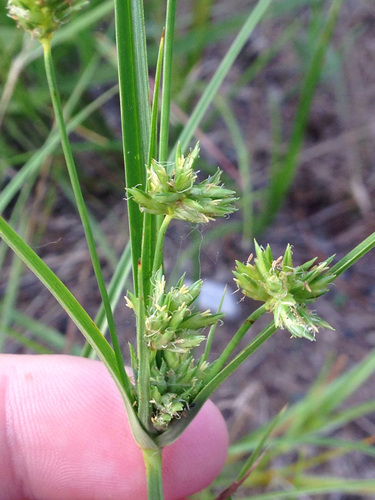 Cyperus lupulinus ssp. lupulinus