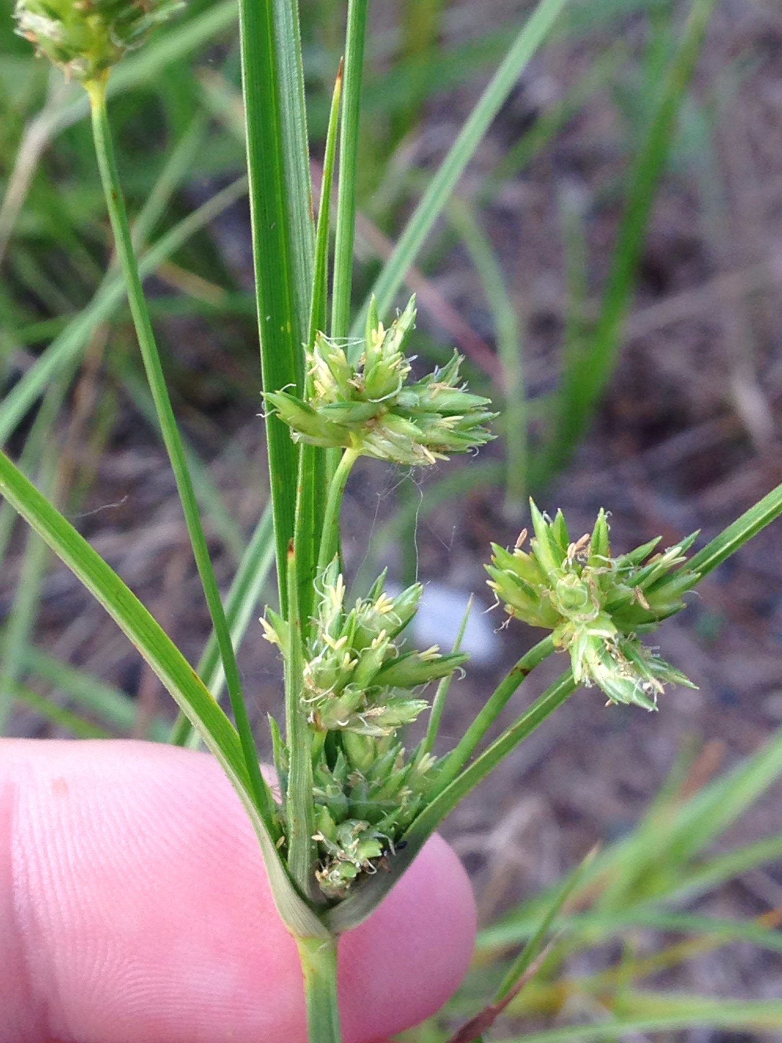 Cyperus lupulinus ssp. lupulinus