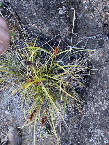 Morelotia gahniiformis observed 2024-08-21