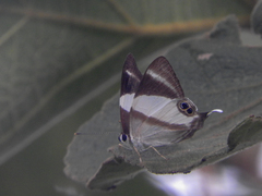 Abisarina