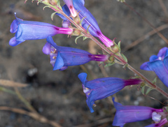 Penstemon heterophyllus purdyi