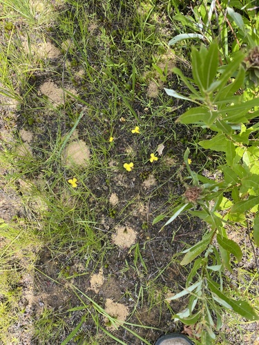 Image of Xyris torta by (c) Sheila Collins Bourgoin, some rights reserved (CC BY)