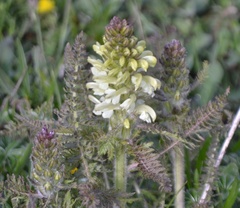 Pedicularis comosa