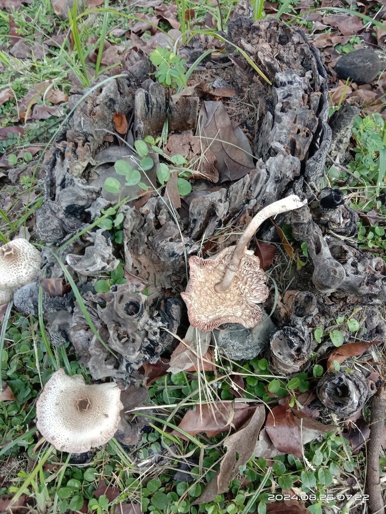 Lentinus squarrosulus