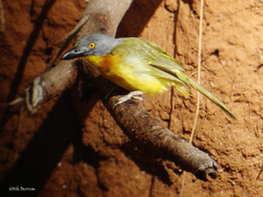 Malaconotus blanchoti