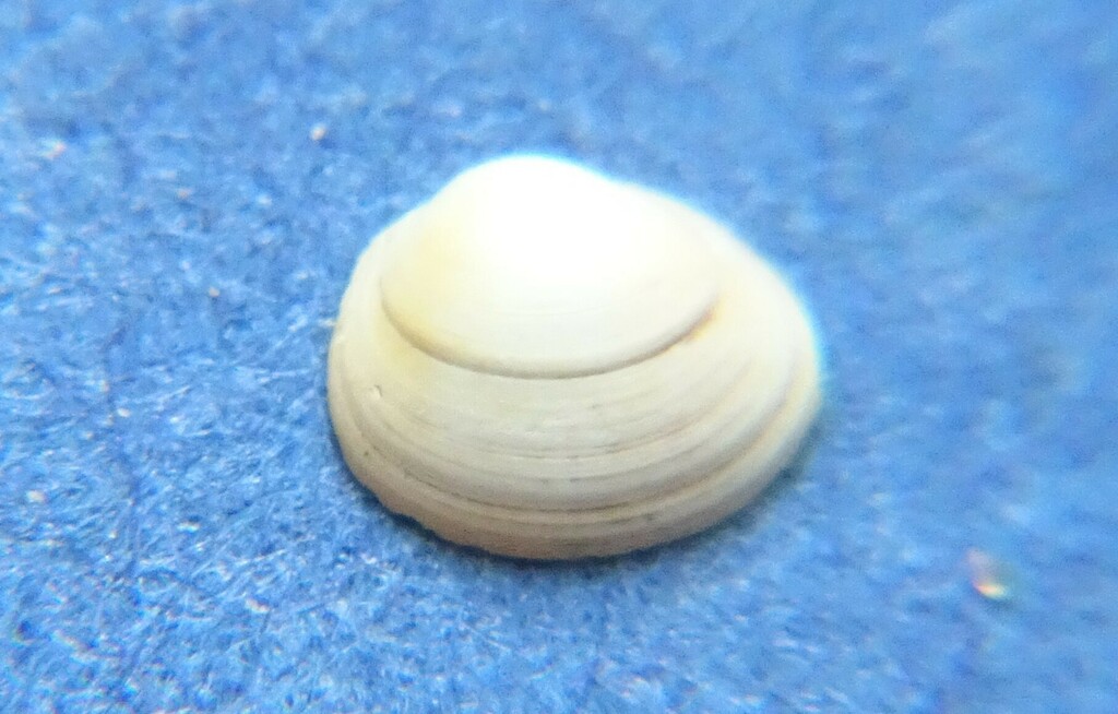Shiny Peaclam