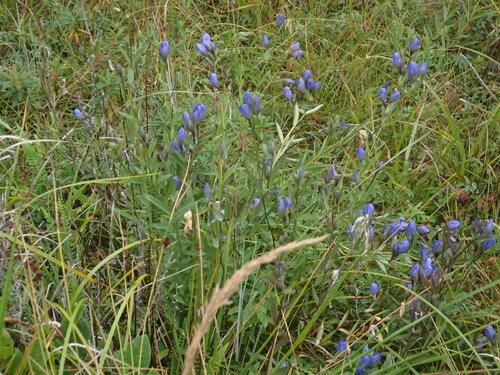 Image of Gentiana sceptrum by (c) elik03, some rights reserved (CC BY)