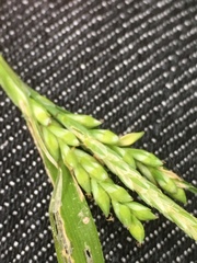 Carex arctata