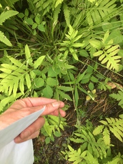 Carex arctata