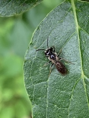 Gonandrena