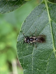 Gonandrena