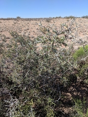 Sarcomphalus obtusifolius canescens