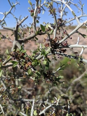 Sarcomphalus obtusifolius canescens