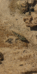 Mauligobius maderensis