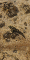Mauligobius maderensis