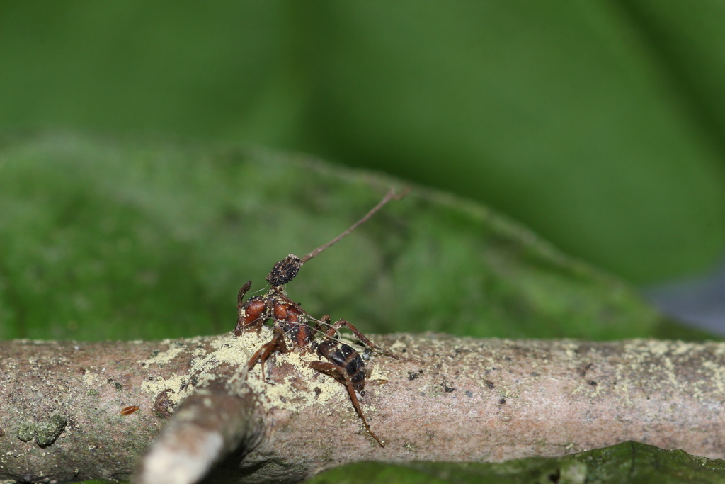 Ophiocordyceps sp. 'kimflemingiae-IN01'