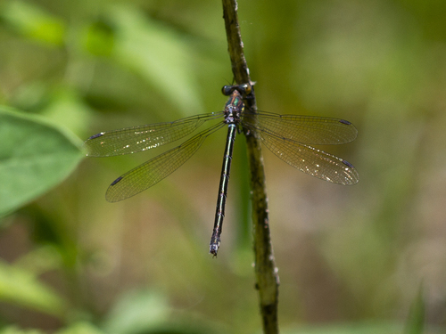 Amber-winged Spreadwing photo 3