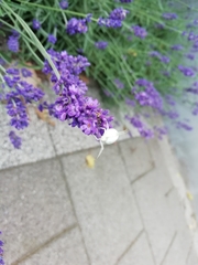 Misumena vatia
