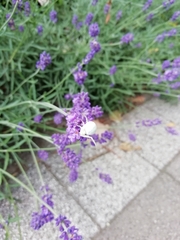 Misumena vatia