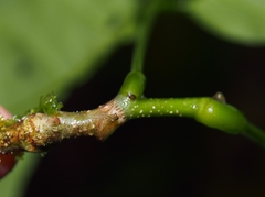 Lonchocarpus oliganthus