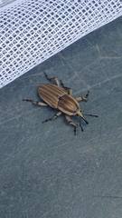 Sphenophorus aequalis