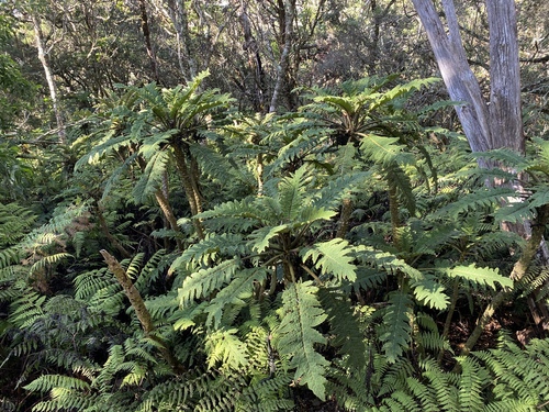 Cyanea horrida observed 2024-08-20