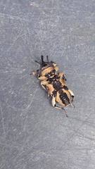 Sphenophorus aequalis