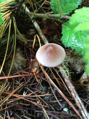Mycena sanguinolenta