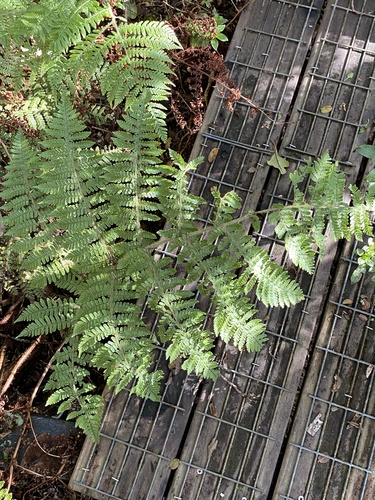 Dryopteris rubiginosa observed 2024-08-20