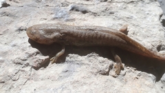 Ambystoma velasci