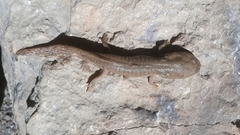 Ambystoma velasci