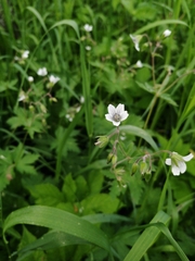 Geranium asiaticum